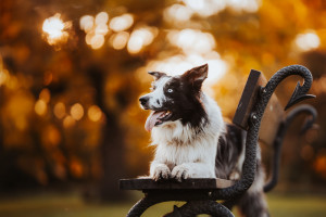 Dolů z lavičky! (foto: Nikol Pospíšilová)