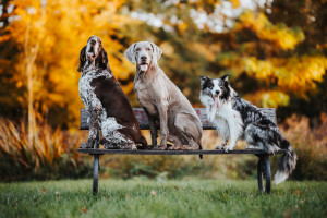 Liščí ocas přečuhuje (foto: Nikol Pospíšilová)